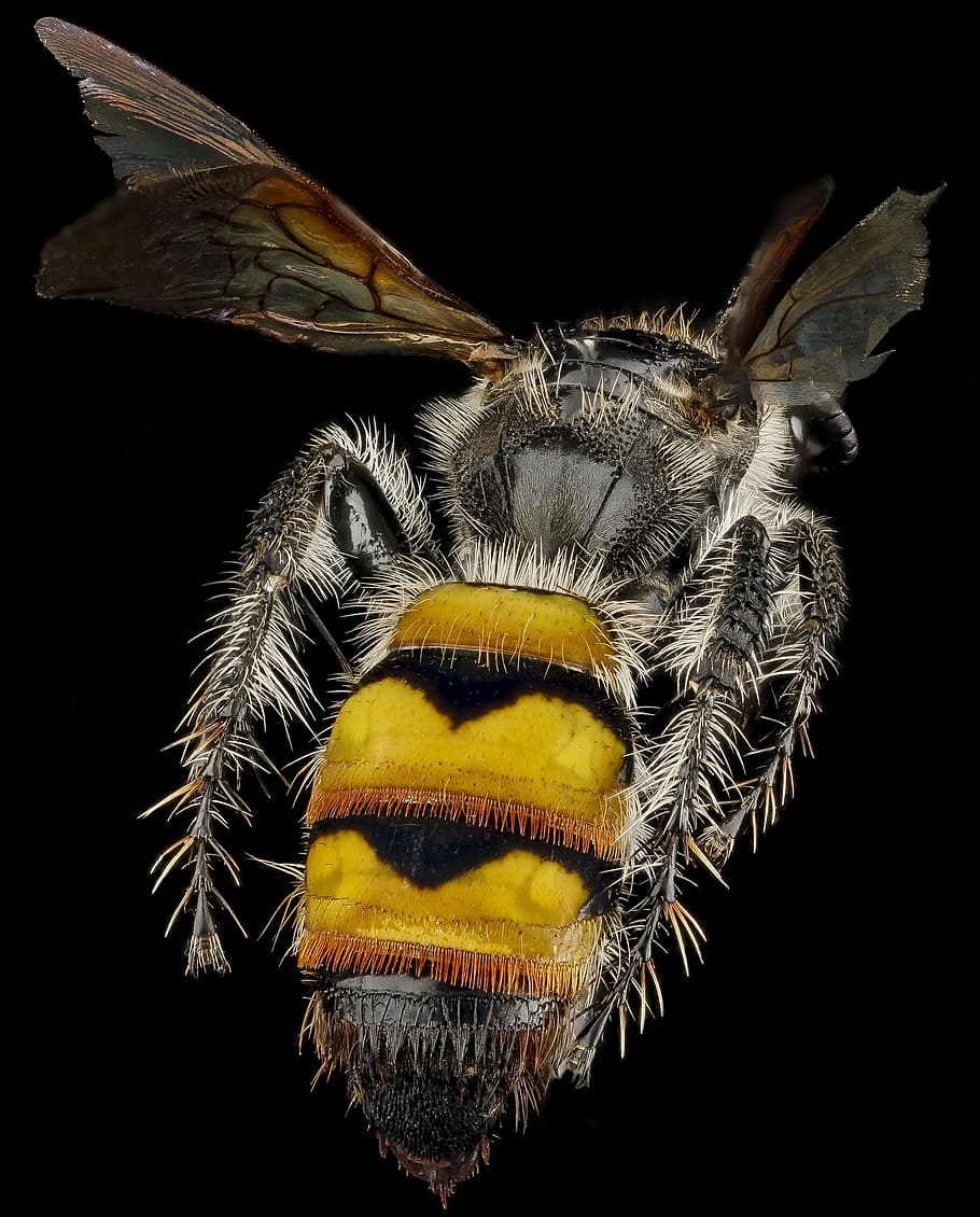 scoliid wasp, macro, insect, bug, mounted, wings, rear view HD wallpaper