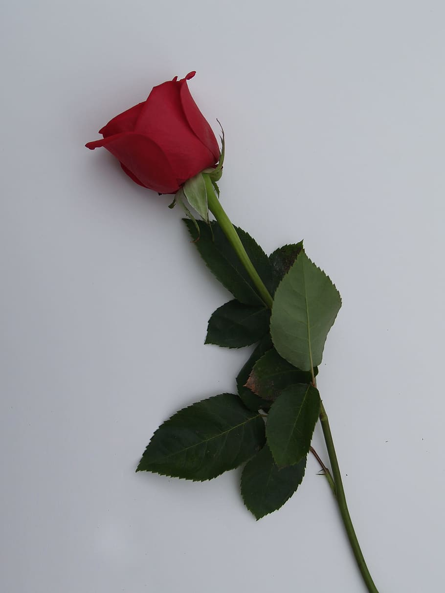 rose, stem, flower, bud, rose bud, beauty in nature, plant part HD wallpaper