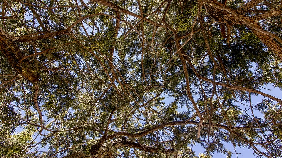 Photography, Durango, otinapa, nature, tree, outdoors, day HD wallpaper