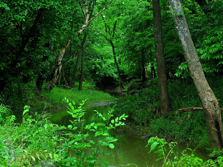 trees, woods, landscape, summer, scenic, plant, scene, natural HD wallpaper