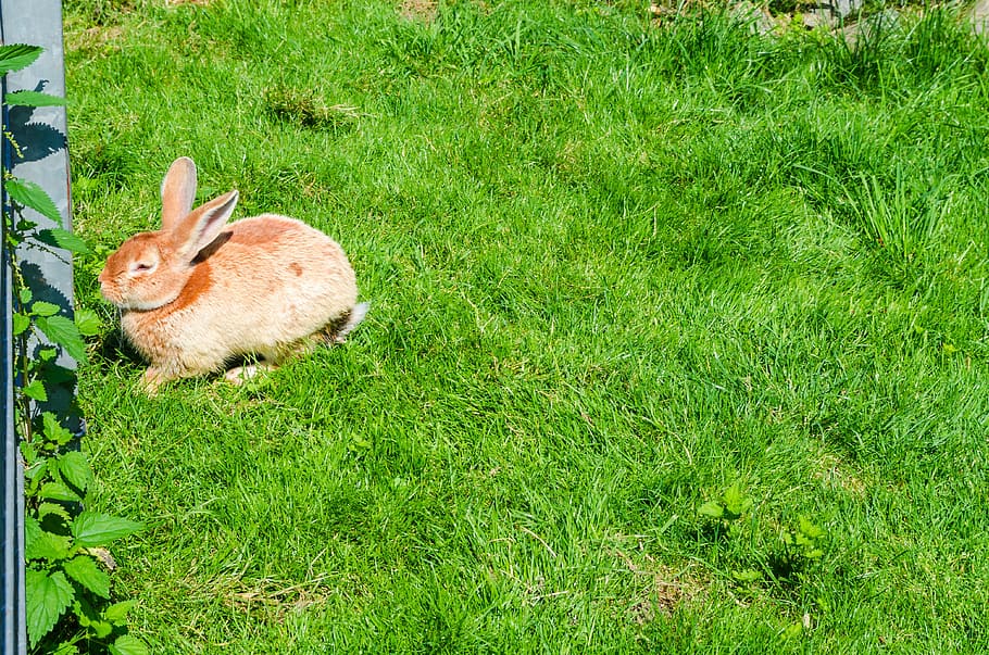 hare, rabbit, animal, cute, fur, meadow, dwarf rabbit, long eared HD wallpaper