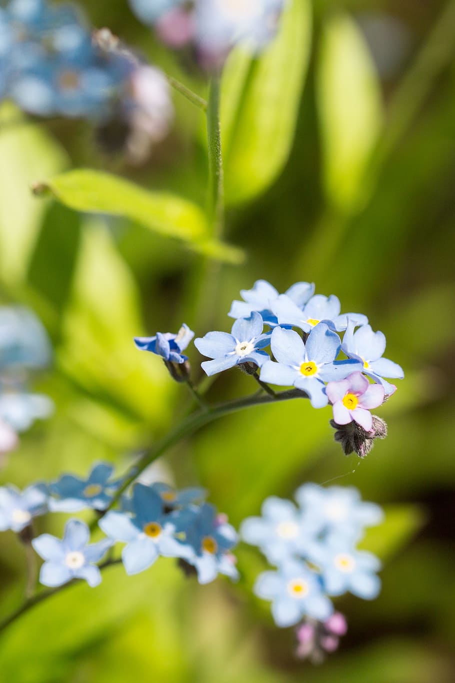 Flower, Forget Me Not, Myosotis, blue, plant, nature, fragility, HD wallpaper