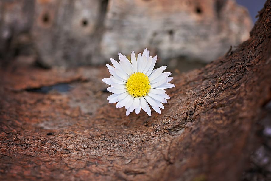 flower, white, daisy, pointed flower, blossom, bloom, tree bark HD wallpaper