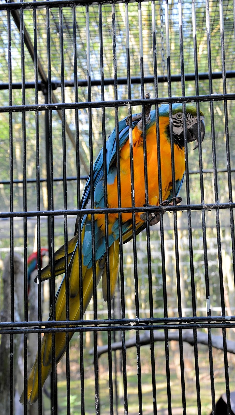 parrot, bars, bird, fly, wings, feather, wildlife, beak, outdoor HD wallpaper