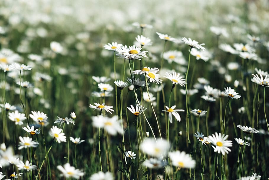 white daisy flower field, white daisy flower field with green grass HD wallpaper
