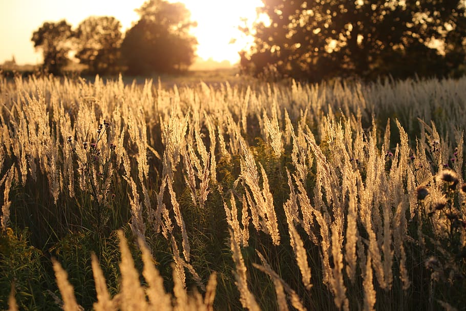 grass, evening, sunset, nature, summer, landscape, sunlight HD wallpaper
