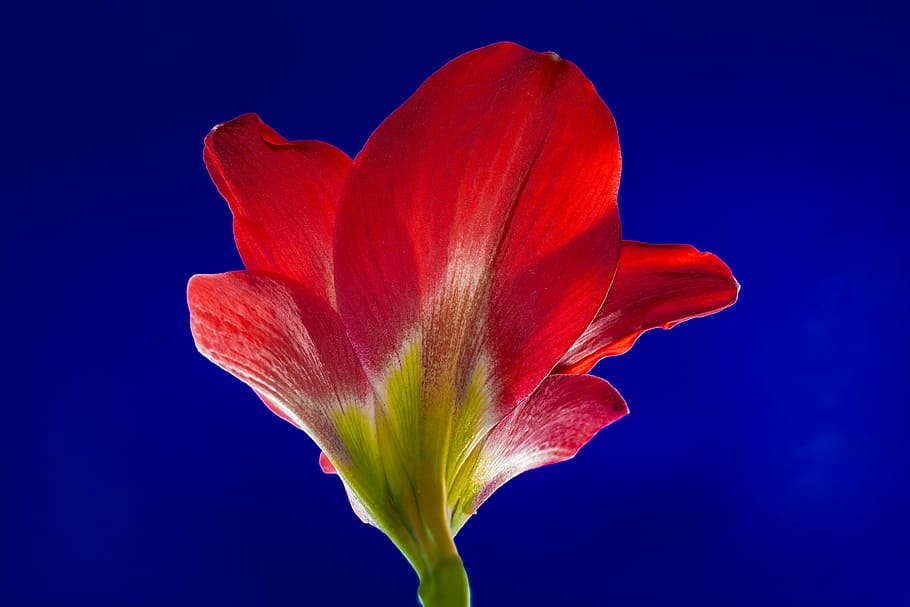 blossom, bloom, flower, red, flowering plant, freshness, beauty in nature HD wallpaper