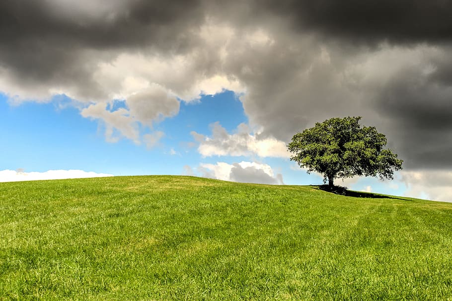 green tree, hill, lonely, meadow, outdoor, horizon, landscape HD wallpaper