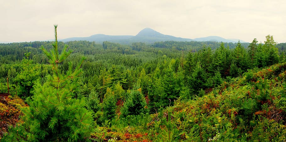 czech republic, forest, tree, spruce, mountain, nature, landscape HD wallpaper