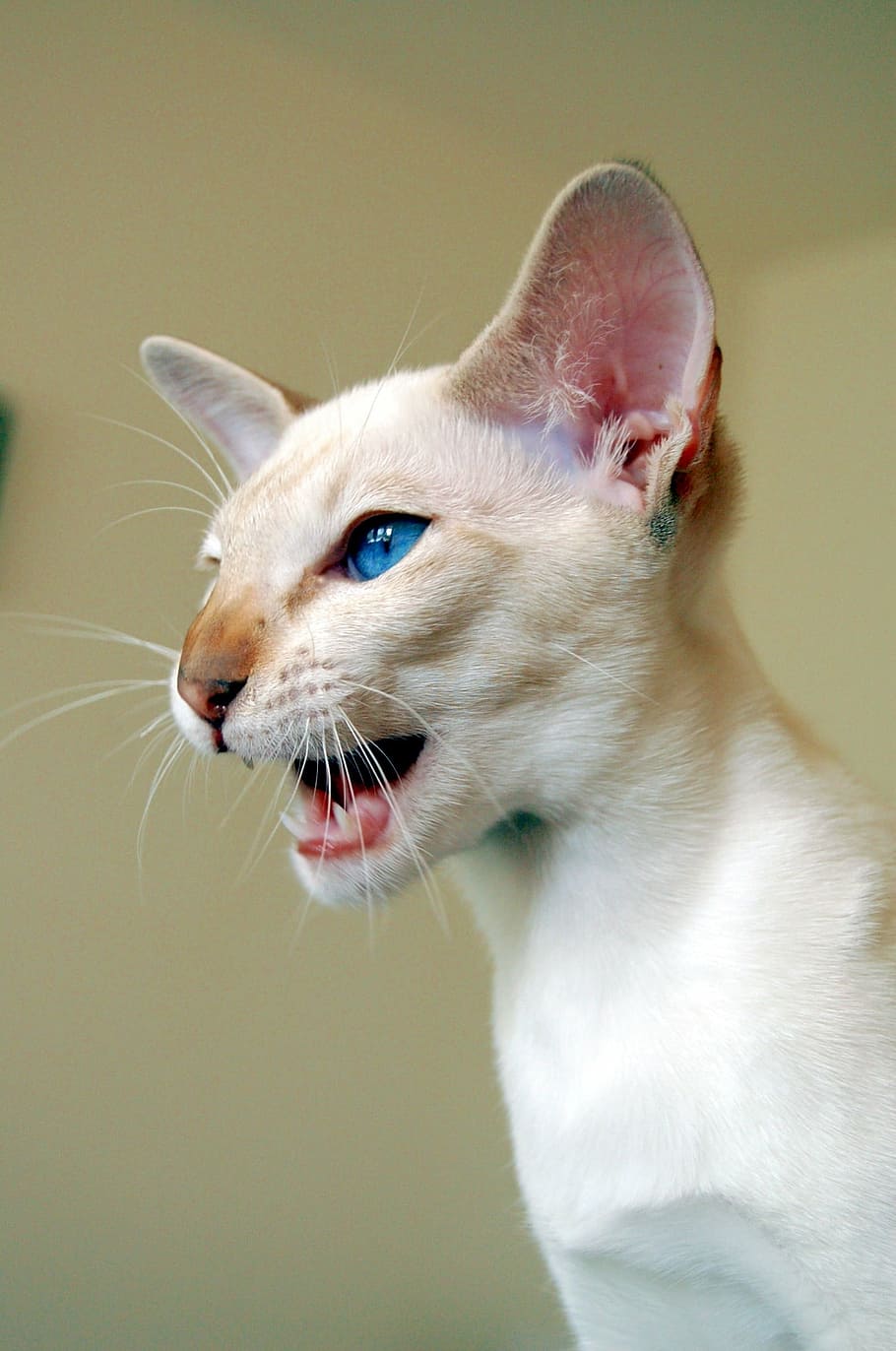 close up photography beige cat, siamese cat, one animal, animal themes HD wallpaper