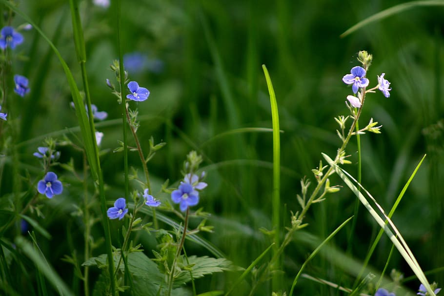 grass, flowers, nature, plant, flowering plant, growth, beauty in nature HD wallpaper