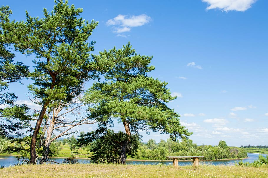 Nature, Sky, Trees, Landscape, cloud - sky, day, rural scene HD wallpaper