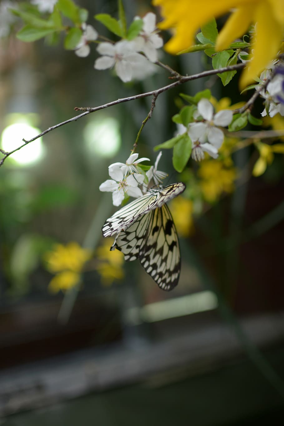 butterfly, close, insect, flower, animals in the wild, animal wildlife HD wallpaper