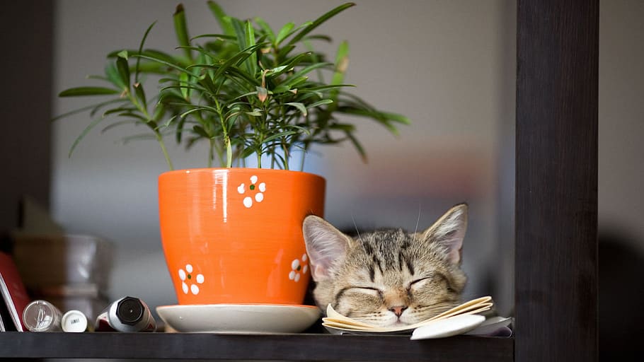 silver tabby cat sleeping beside green potted plant, desktop HD wallpaper