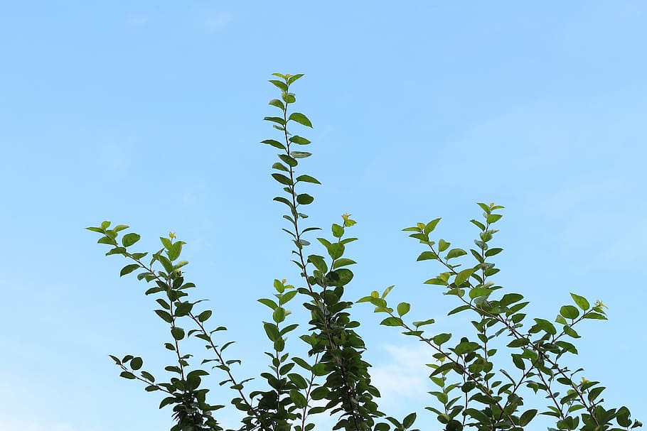 Blue Sky, White Cloud, Branches, Plant, fresh, leaf, green HD wallpaper