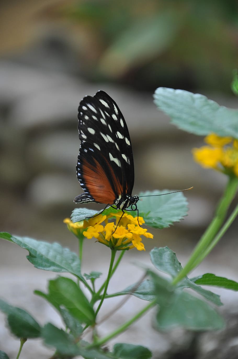 Butterfly, Animal, Insect, Close, Garden, flower, one animal HD wallpaper