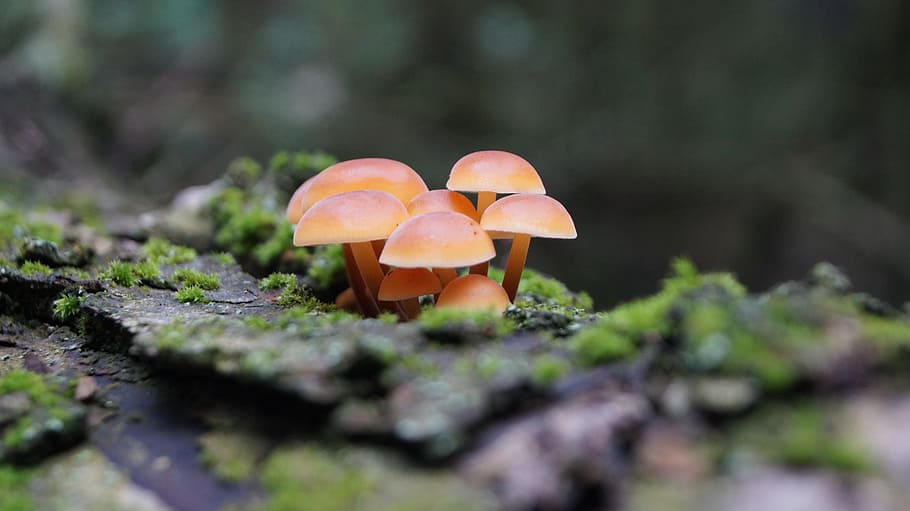 sponge, forest, toxic, slovakia, mushroom, fungus, food, vegetable HD wallpaper