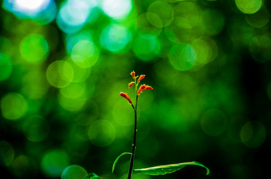 Selective Focus Photography of Orange Petaled Flower, art, blur HD wallpaper