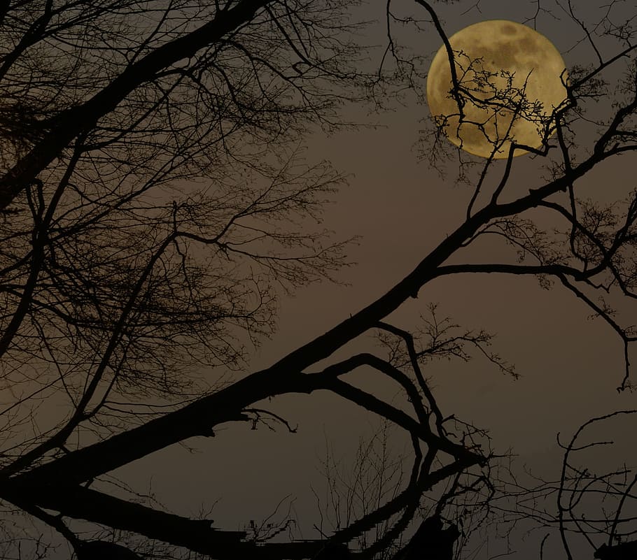 Full Moon, Night, Darkness, lunar landscape, mystical, bare tree, HD wallpaper