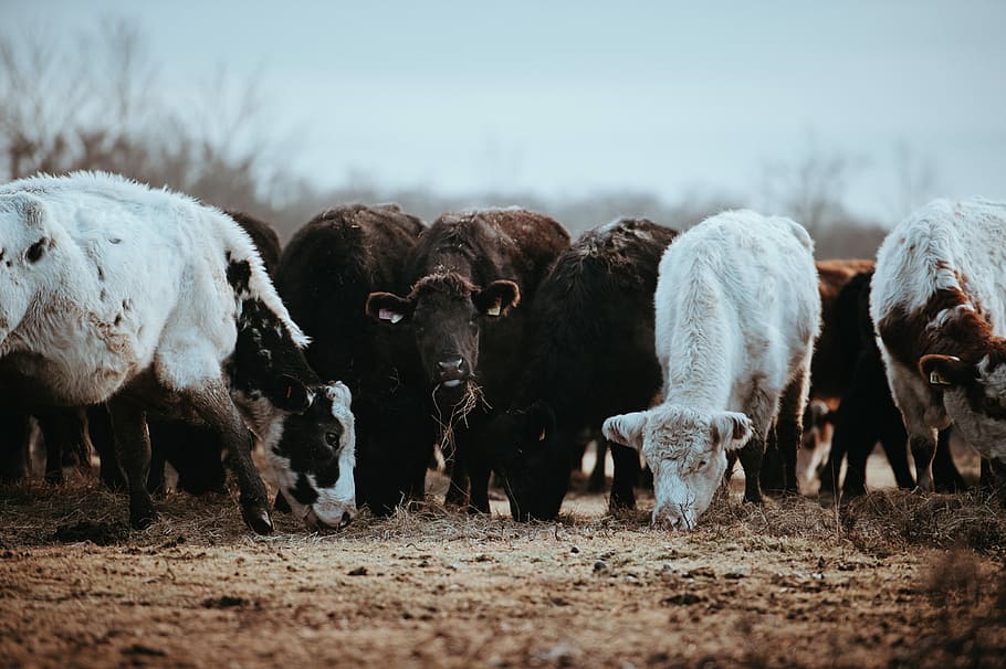 Cows grazing on a winters morning, herd of cattle during daytime HD wallpaper