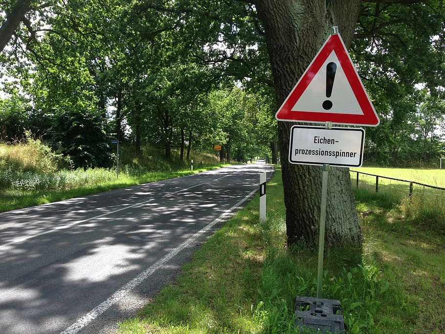 warning signage near of tree, oak procession spinner, nature HD wallpaper