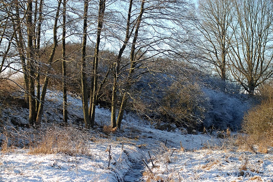 brown trees covered by snow at daytime, winter, stream, nature HD wallpaper