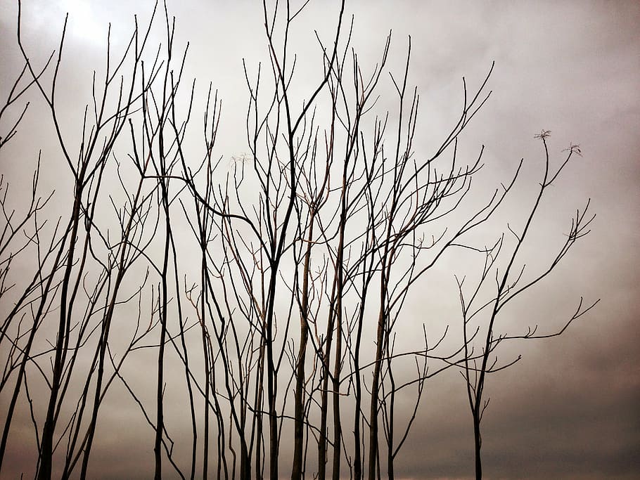 branches, trees, dry, sky, plant, no people, nature, beauty in nature HD wallpaper