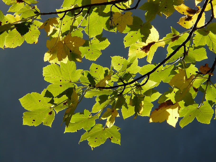 Leaves, Mountain Maple, Autumn, acer pseudoplatanus, deciduous tree