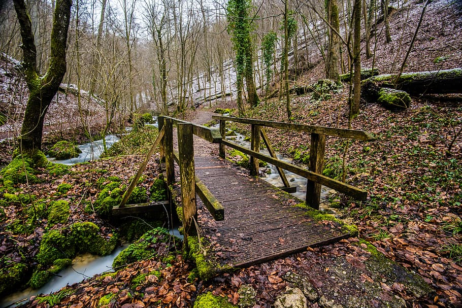 wood, nature, tree, path, leaf, autumn, park, landscape, waters HD wallpaper
