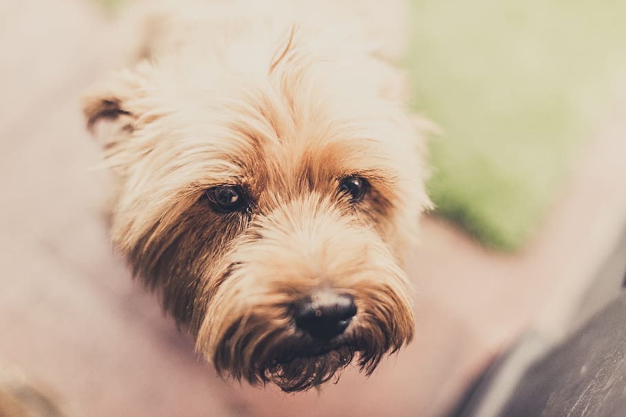 dog, face, retro, pet, animal, cute, head, portrait, brown HD wallpaper