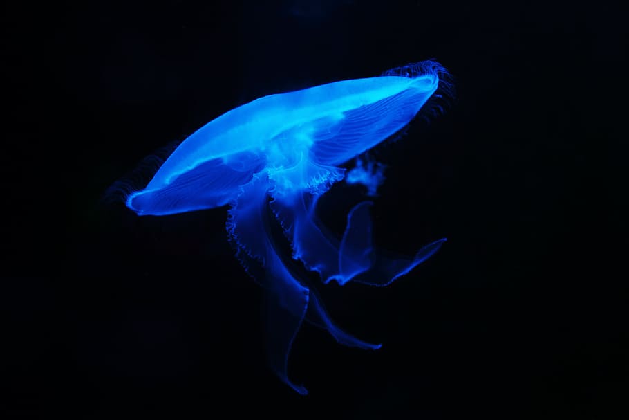 jelly fish, animal, blue, creature, danger, dark, deep, float, HD wallpaper