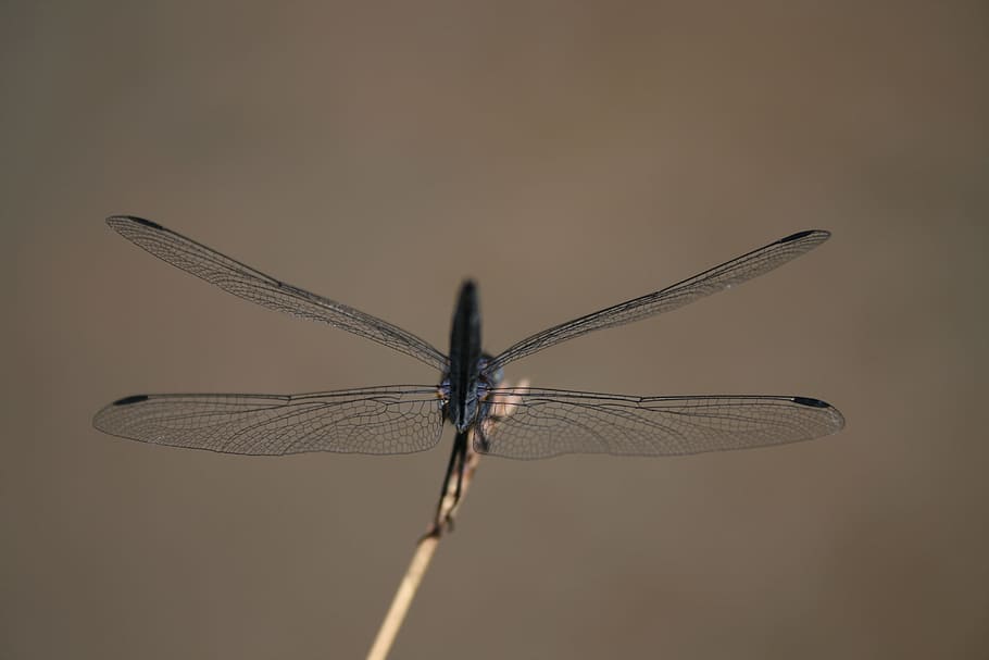 dragonfly, water, river, insect, multifaceted, blue, wings HD wallpaper