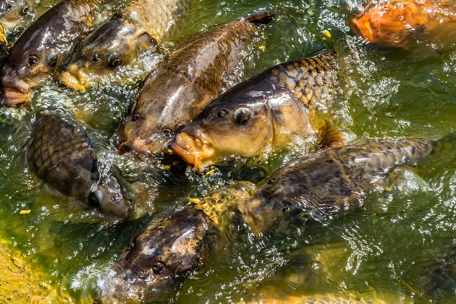 carp, koi, fish, feeding, hungry, pond, lake, greedy, animal, HD wallpaper