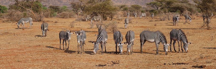 herd of zebras on barren field, grevy, flock, dom, savannah, eat, HD wallpaper