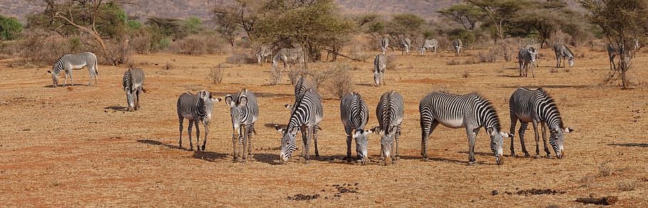 herd of zebras on barren field, grevy, flock, dom, savannah HD wallpaper