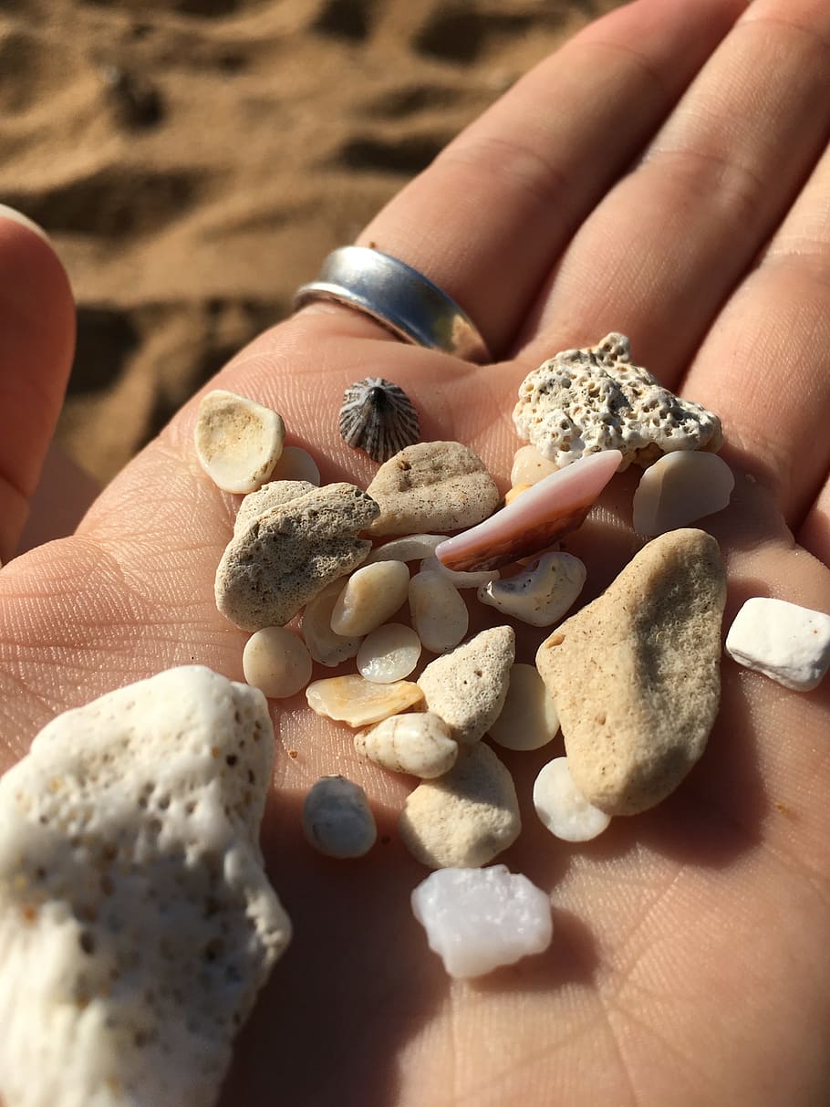 shells, beach, sea, sand, summer, vacation, nature, ocean, coast HD wallpaper