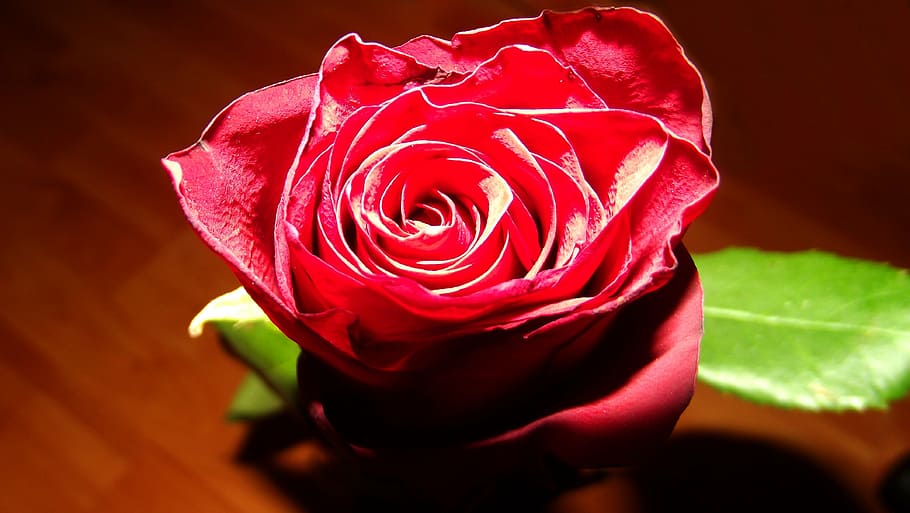 rose, red, beauty, flower, flowering plant, beauty in nature HD wallpaper