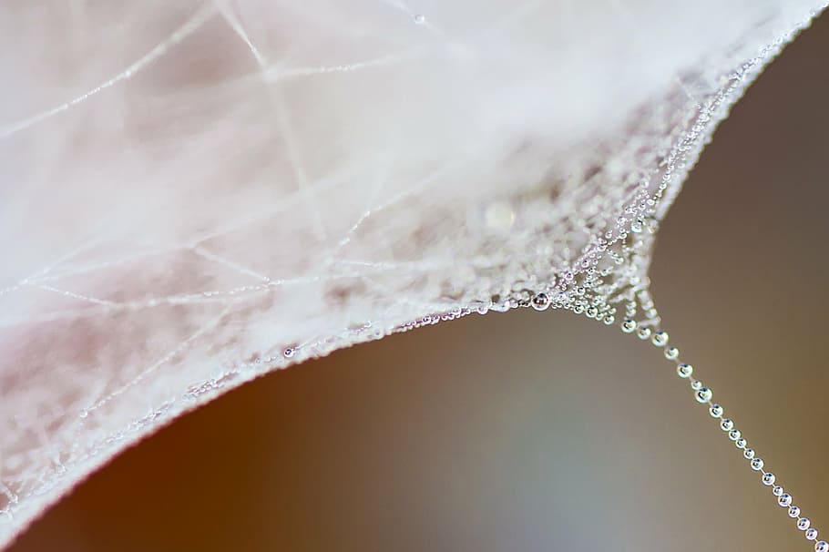 water, drip, cold, dew, close, beads, moist, cobweb, close-up HD wallpaper