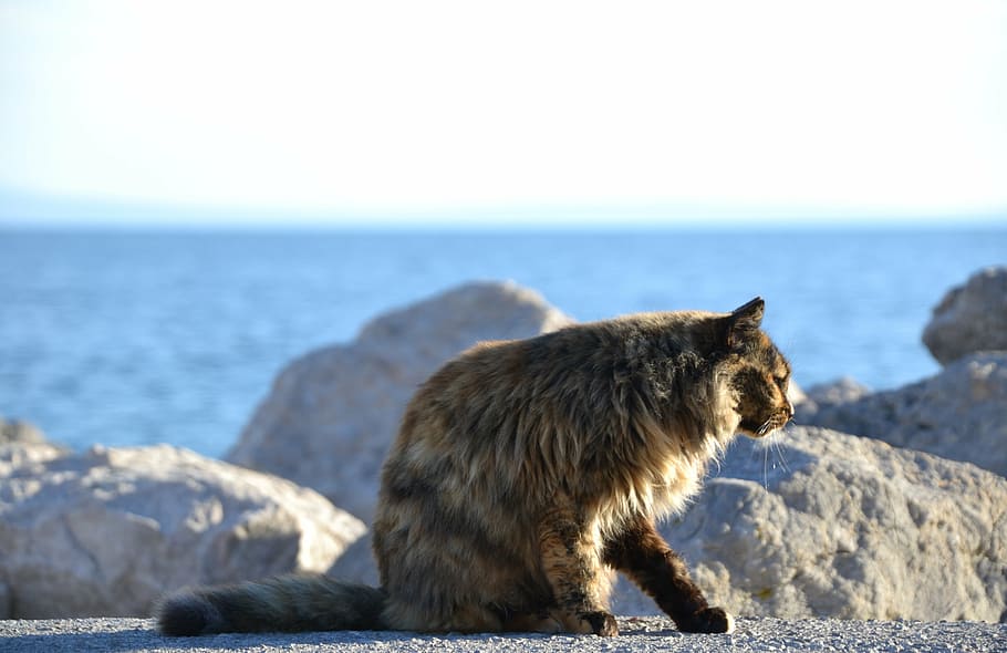 cat, strays, tortoise shell, sea, sun, rock, mammal, animal HD wallpaper