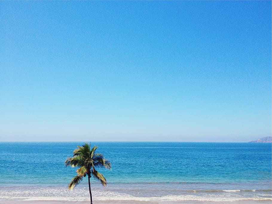 green palm tree on shore at daytime, sky, sea, blue, water HD wallpaper