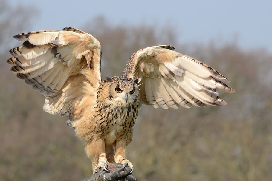 beige Owl spreading wings during daytime, snowy owl, wildlife