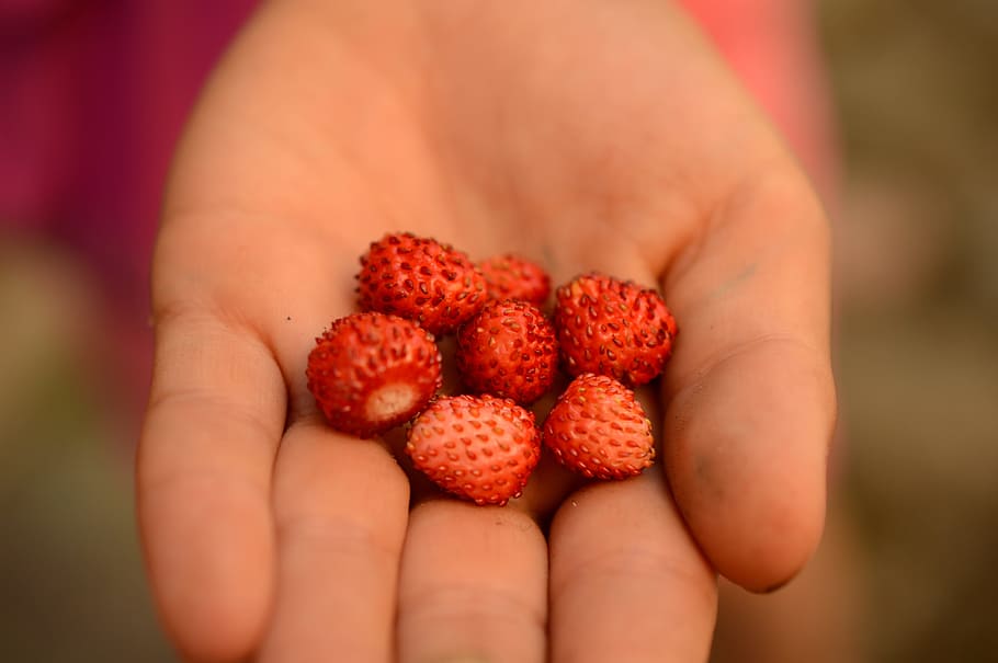 Wild Strawberry, Hand, Berries, summer, red, garden, fruit