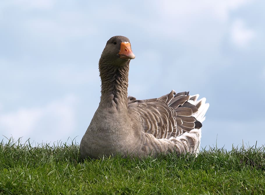 closeup photography of gray duck sitting on grass, goose, bird, HD wallpaper