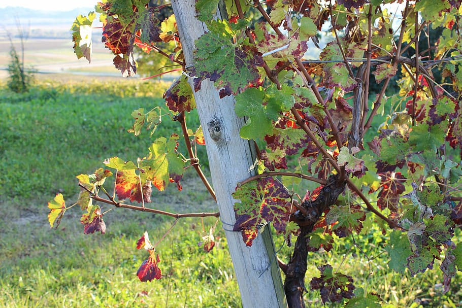 autumn, vineyard, nature, fields, grapes, summer, harvest, plant HD wallpaper