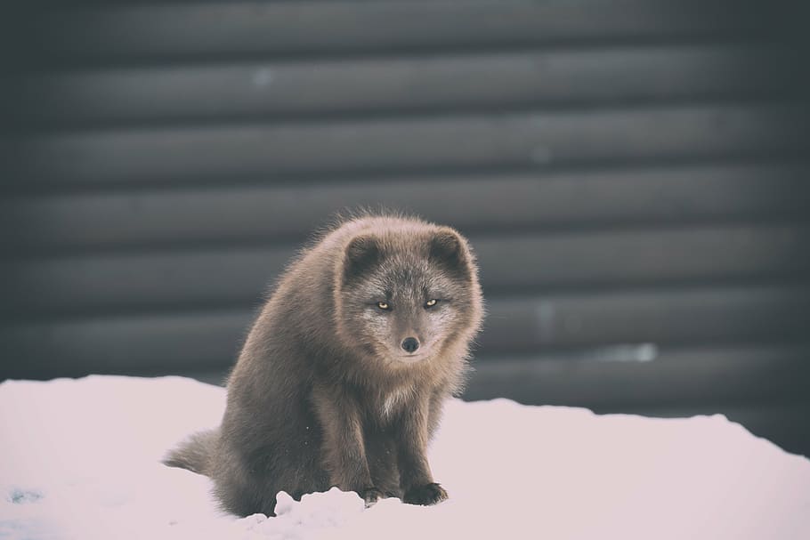 brown animal sitting on snow field, winter, white, cold, weather HD wallpaper