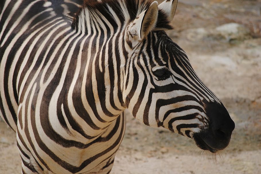 closeup photo of zebra, black, white, nature, animal, mammals HD wallpaper
