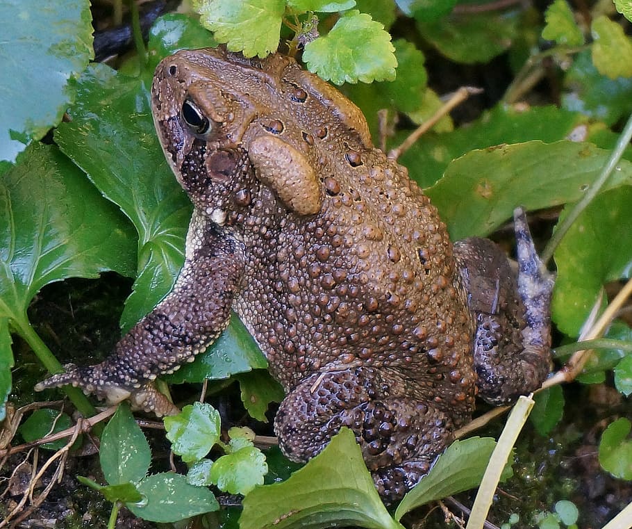 common toad, amphibian, animal, nature, species, earth, outside HD wallpaper