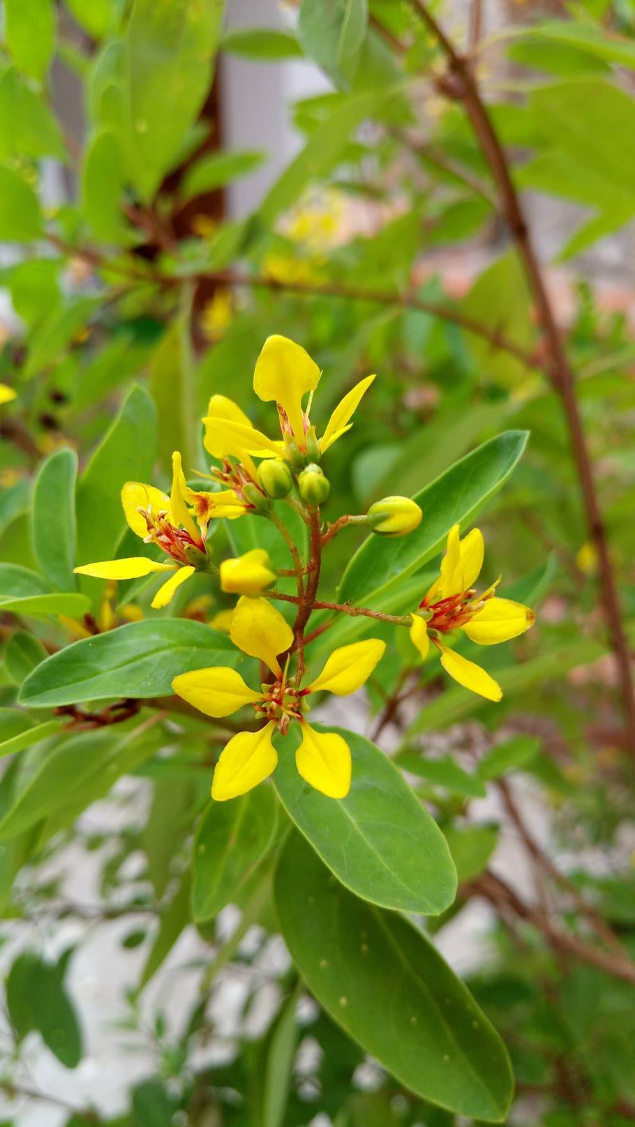 flower, yellow flowers, spring, plant, growth, leaf, plant part HD wallpaper