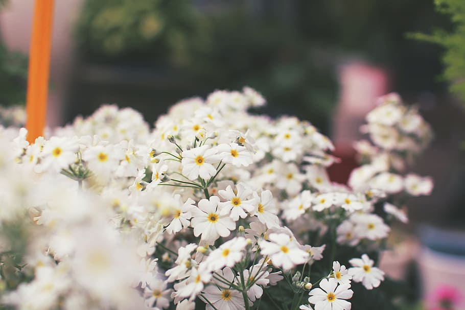 Primrose white 1080P, 2K, 4K, 5K HD wallpapers free download