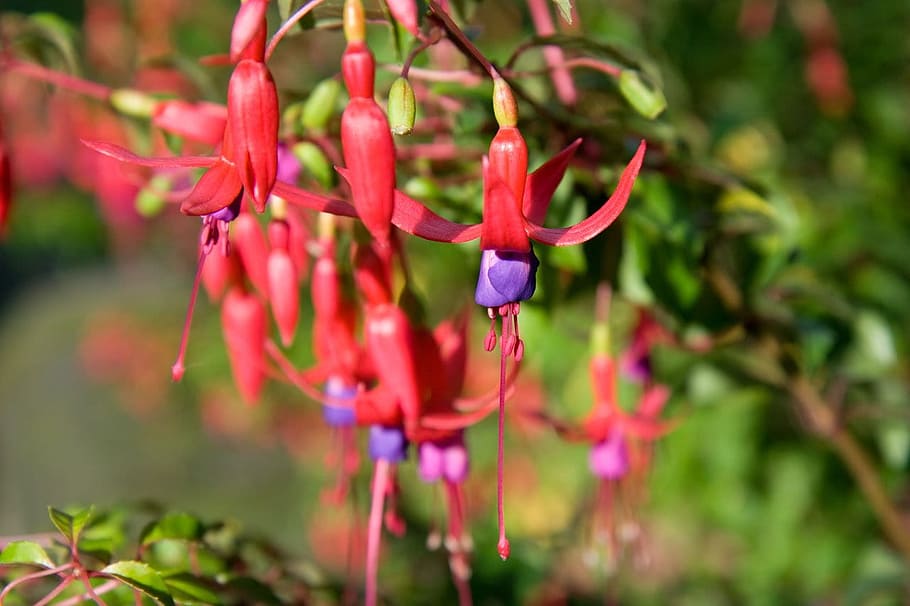 fuchsia, flower, red, petals, purple, plant, floral, blossom HD wallpaper